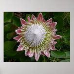 Big Pink and White Flower Nature Photo Poster