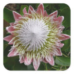 Big Pink and White Flower Nature Photo Square Sticker