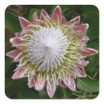 Big Pink and White Flower Nature Photo Square Sticker