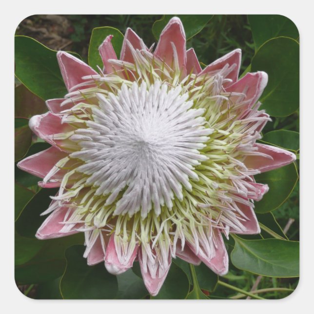 Big Pink and White Flower Nature Photo Square Sticker (Front)