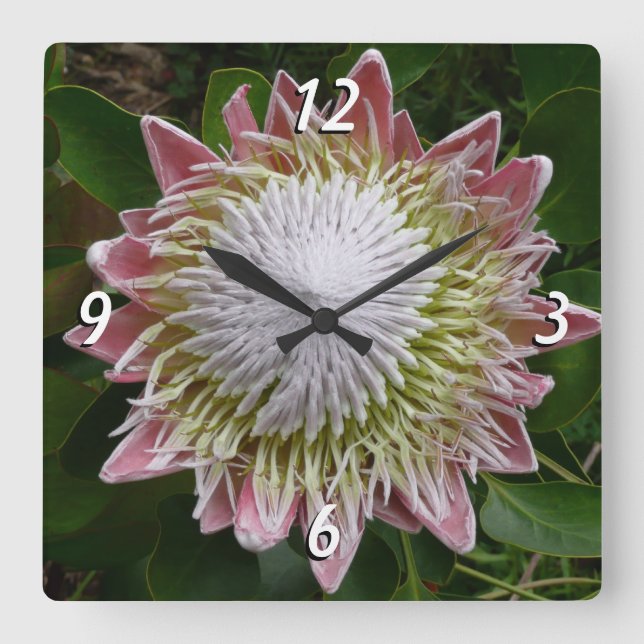 Big Pink and White Flower Nature Photo Square Wall Clock (Front)