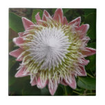 Big Pink and White Flower Nature Photo Tile