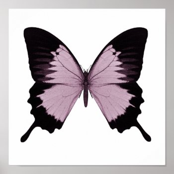 Big Pink & Black Butterfly - Personalize Poster by VoXeeD at Zazzle