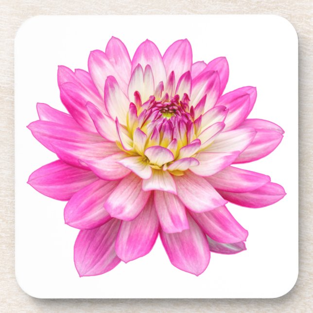 Big Pink Dahlia Beverage Coaster (Front)