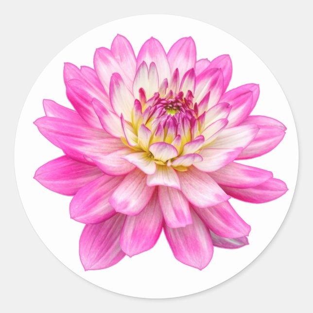 Big Pink Dahlia Classic Round Sticker (Front)