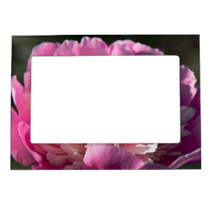 Big pink peony flowers in spring day photo magnetic frame