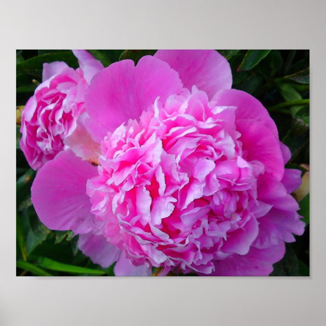 Big Pink Peony Poster (Front)