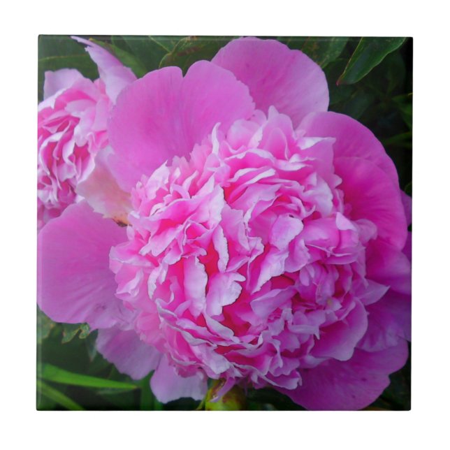 Big Pink Peony Tile (Front)