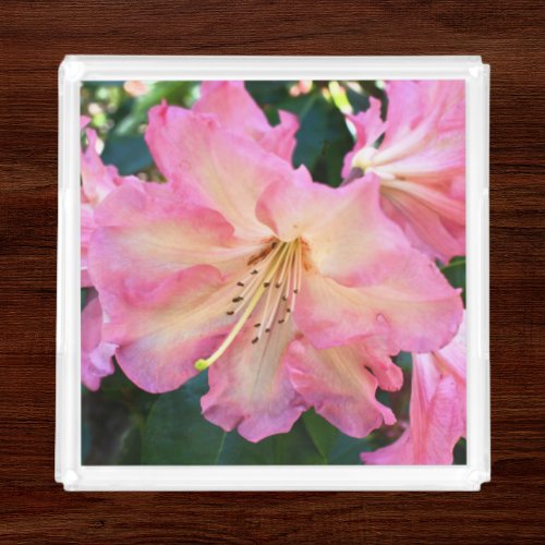 Big Pink Rhododendron Bloom Floral Acrylic Tray