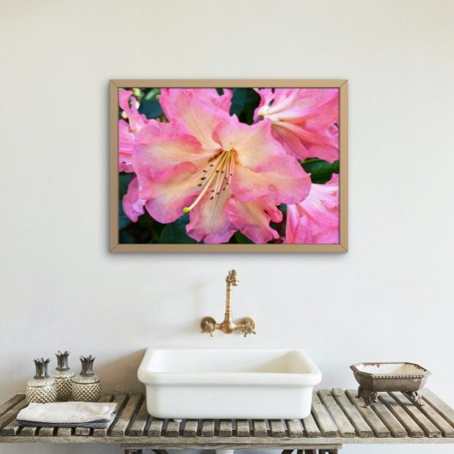 Big Pink Rhododendron Bloom Floral Photo Print (In Situ Framed)