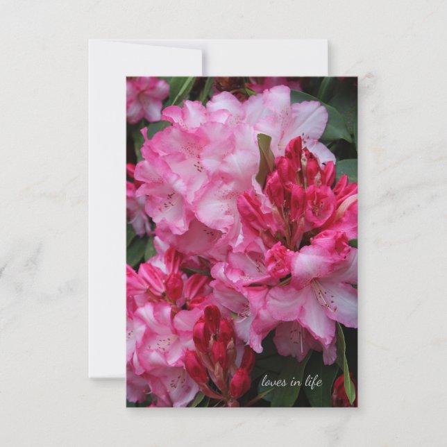 Big Pink Rhododendron Note Card (Front)