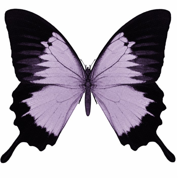 Big Purple Black Butterfly Cutout Zazzle Com