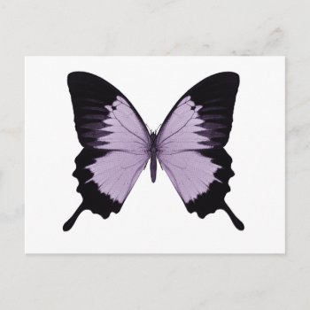 Big Purple & Black Butterfly Postcard by VoXeeD at Zazzle
