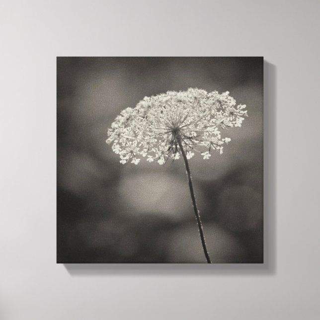 Big Queen Anne's Lace Flower Soft Background Sepia Canvas Print (Front)