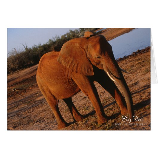 Big Red (Front Horizontal)