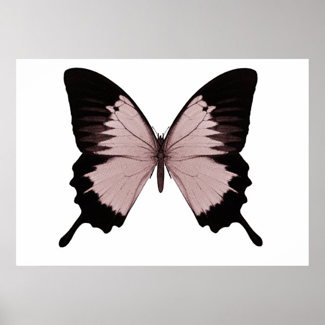Big Red & Black Butterfly Poster (Front)
