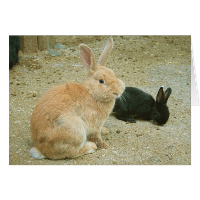 Big Red Bunny Cards (Front Horizontal)