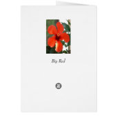 Big Red Cards (Back)