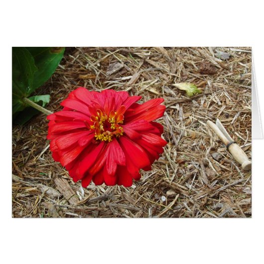 Big Red Flower Card (Front Horizontal)