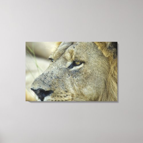 Big Red is a magnificent male Lion residing in Canvas Print