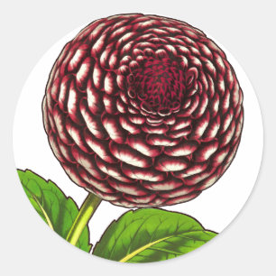 Big Red / Purple Dahlia Vintage Van Houtte Print Classic Round Sticker