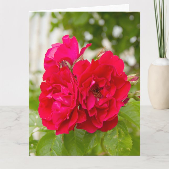 Big red roses in the garden  card (Front)