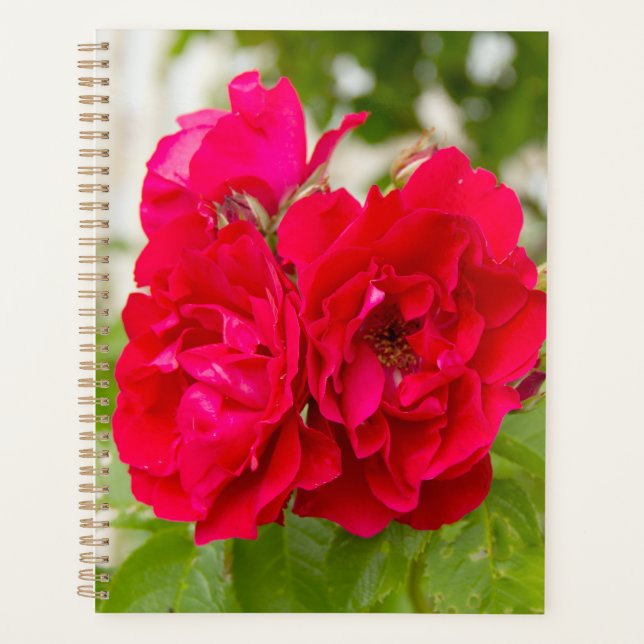 Big red roses in the garden     planner (Front)