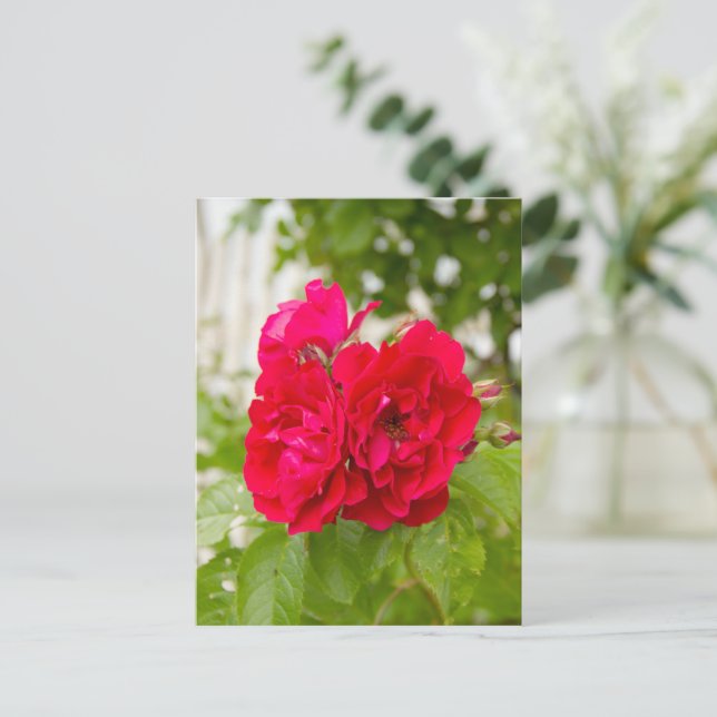 Big red roses in the garden  postcard (Standing Front)