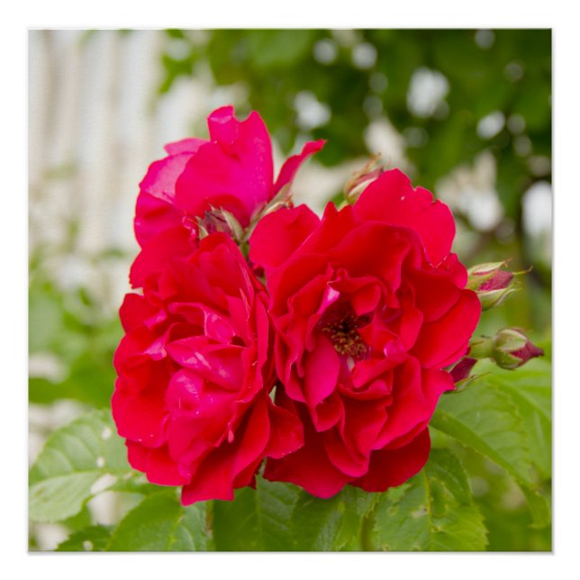 Big red roses in the garden  poster (Front)