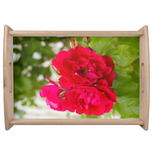 Big red roses in the garden serving tray