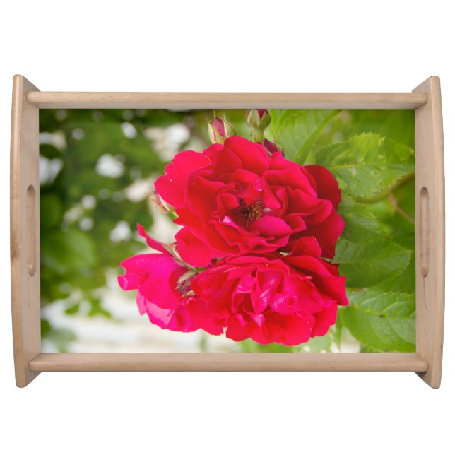 Big red roses in the garden serving tray (Front)