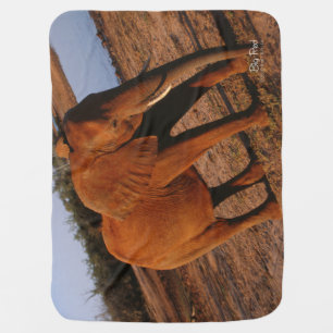 Big Red Stroller Blanket