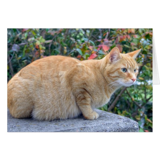 Big Red Tabby Cards (Front Horizontal)