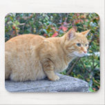 Big Red Tabby Mouse Pad at Zazzle