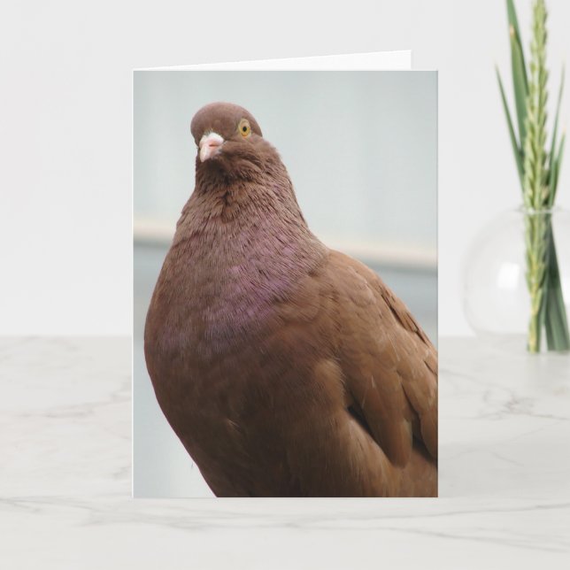 Big Red the Modena Pigeon Card (Front)