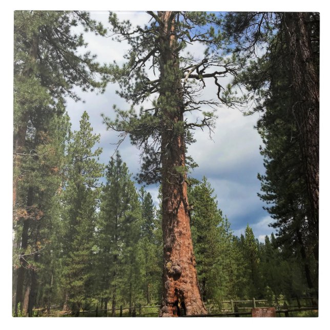 Big Red Tree, La Pine, OR Ceramic Tile (Front)