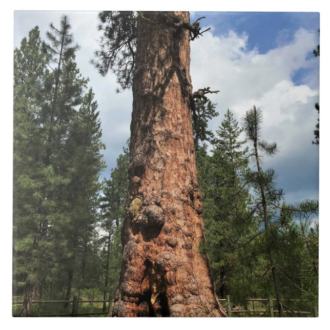 Big Red Tree, La Pine, OR Ceramic Tile (Front)