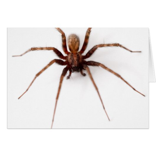 Big Scary Spider Cards (Front Horizontal)