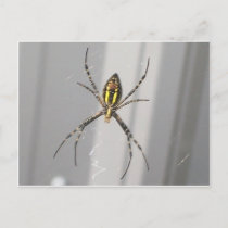 Big Scary Spider Postcard