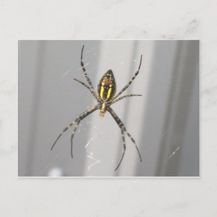 Big Scary Spider Postcard