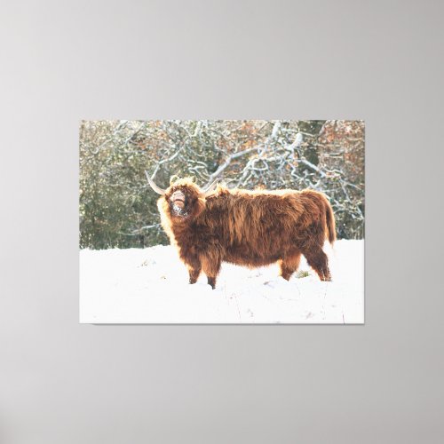 Big Scottish Highland cow  Canvas Print