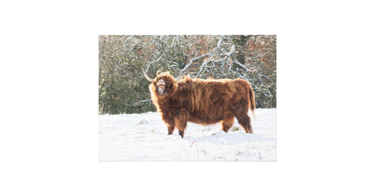 Scottish Highland baby cow Wrapping Paper by Haley Redshaw