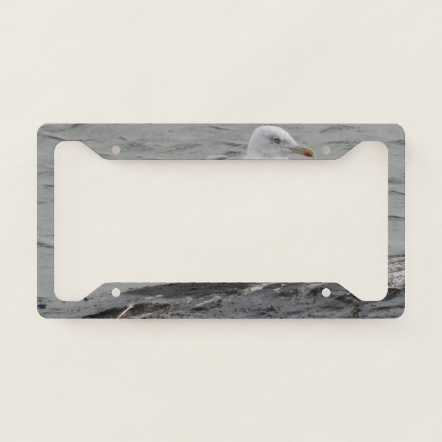 Big seagull license plate frame (Front)
