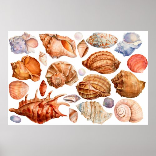 big set of seashells on an isolated white backgrou poster