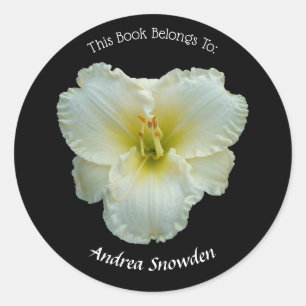 'Big Snowbird' White Daylily on Black Bookplate