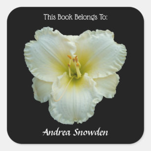 'Big Snowbird' White Daylily on Black Bookplate