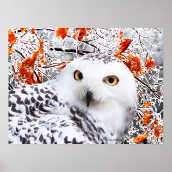 "big Snowy"  Poster by TabbyHallDesigns at Zazzle