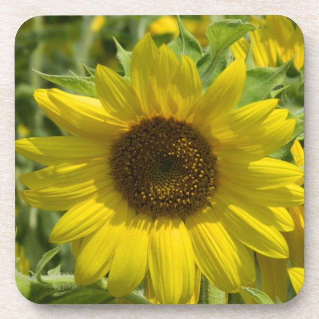 Big Sunflower Cork Coaster (Front)