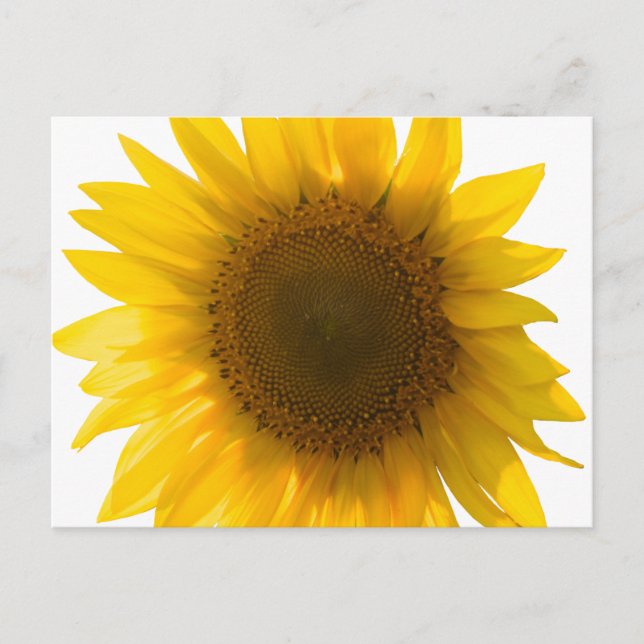 Big sunflower postcard (Front)