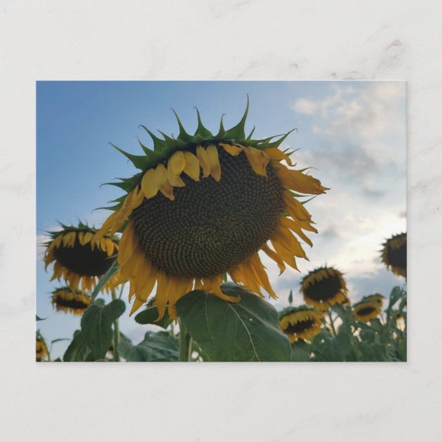 Big Sunflower Postcard (Front)
